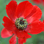 Red flowers in Israel