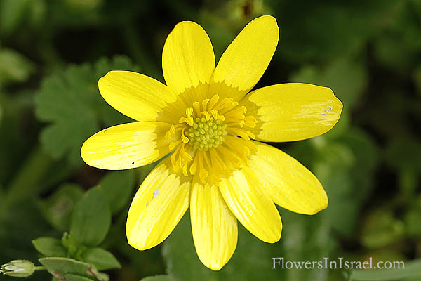 Ranunculus ficaria, Ficaria ranunculoides, Ficaria verna, Lesser celandine, Marsh pilewort, Fig Buttercup, الماميران الربيعي,נורית הלב