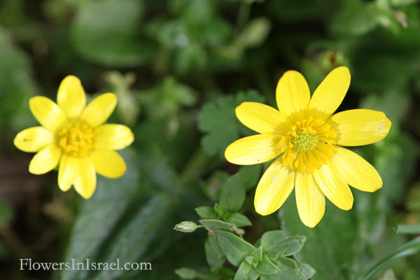 Israel, Flowers, Flora, Nature, Palestine