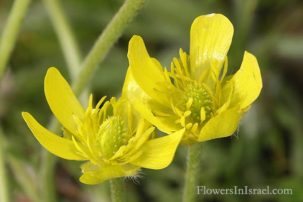 Israel Flowers Palestine Native plants