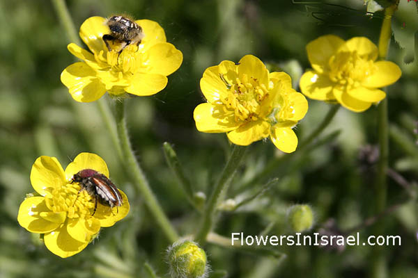 Ranunculus millefolius, Jerusalem Buttercup,الحوذان المقدسي ,נורית ירושלים