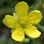 Ranunculus millefolius, Israel, Pictures of Yellow flowers