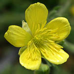 Ranunculus millefolius, Israel, Native Plants, Wildflowers