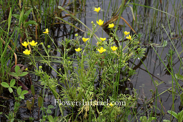 Ranunculus scandicinus, Ranunculus marginatus, Ranunculus trachycarpus, Shepherd’s- needle buttercup, Crowfoot,الحوذان خشن الثمار , נורית המלל 