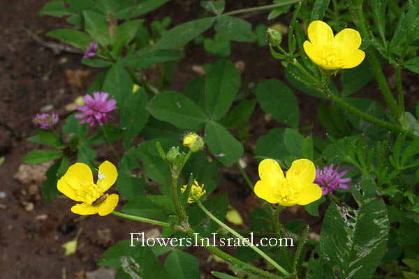 Israel, Flowers, Botany, Palestine, Nature