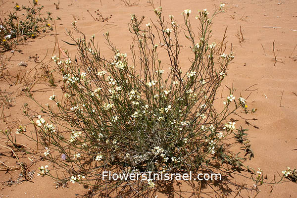 Wildblumen, Fiori, флоры, Flores Silvestres, زهور,