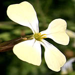 Raphanus raphanistrum, Israel, Pictures of Yellow flowers