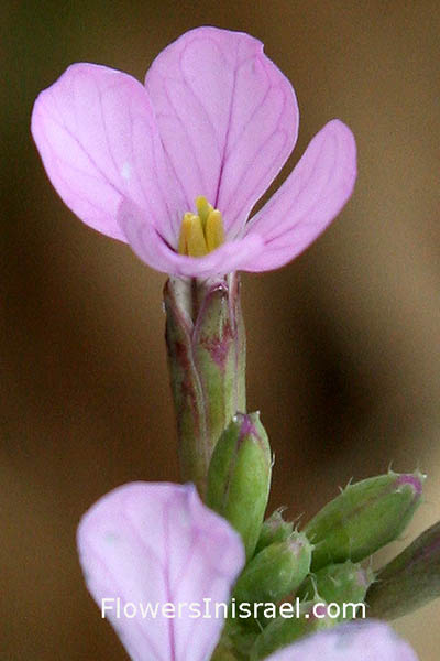 Raphanus rostratus, Raphanus pugioniformis, Dagger Radish, צנון פיגיוני