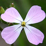 Raphanus rostratus, Israel, Native Plants, Wildflowers