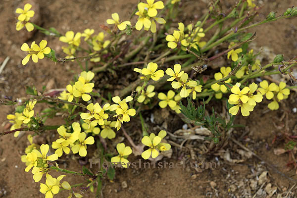 Rapistrum rugosum, Wrinkled gold-of-pleasure, Bastard Cabbage,Turnip weed, Wild turnip, בקבוקון מקומט