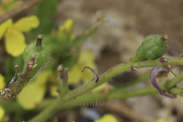 Israel Wild Flowers: Rapistrum rugosum, Wrinkled gold-of-pleasure, Bastard Cabbage,Turnip weed, Wild turnip, בקבוקון מקומט