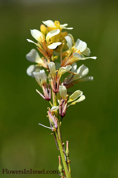 Israel Flowers