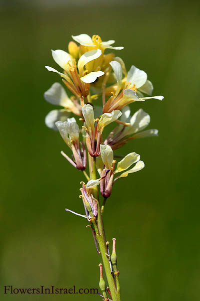 Israel Flowers