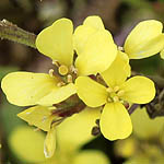 Rapistrum rugosum, Israel, Native Plants, Wildflowers