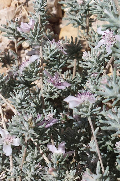 Reaumuria hirtella, Suaeda palaestina, Common Reaumuria, אשליל שעיר ,ﺔﺤﯿﻠﻣ