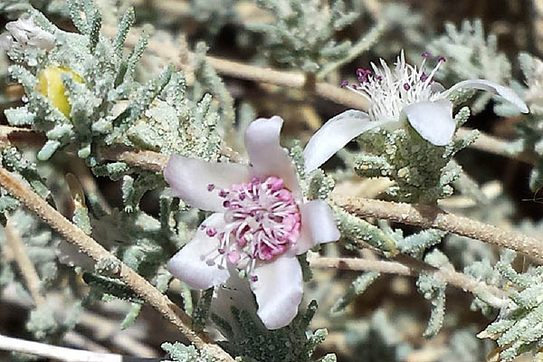 Reaumuria hirtella, Suaeda palaestina, Common Reaumuria, אשליל שעיר ,ﺔﺤﯿﻠﻣ