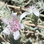 Reaumuria hirtella, Israel Pink Flowers, wildflowers