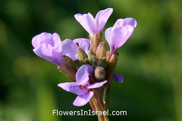 Israel, Flowers, Erucaria microcarpa,Reboudia pinnata, Pink Mustard, בן-שלח מנוצה 