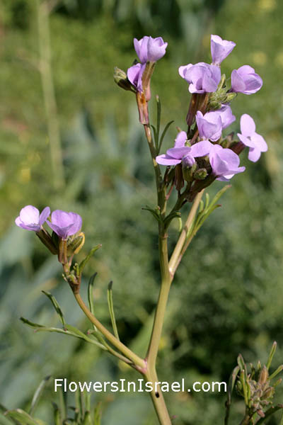 Israel Flowers