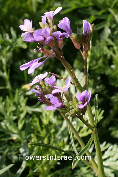 Erucaria microcarpa,Reboudia pinnata, Pink Mustard, בן-שלח מנוצה 