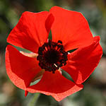 Red showy flowers, Israel, Red flowers