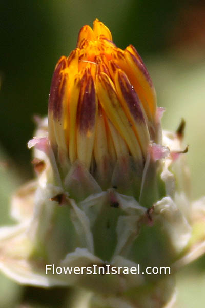 Reichardia tingitana, Reichardia orientalis, Poppy-Leaved Reichardia, False sowthistle, Bitter herbs, תמריר מרוקני