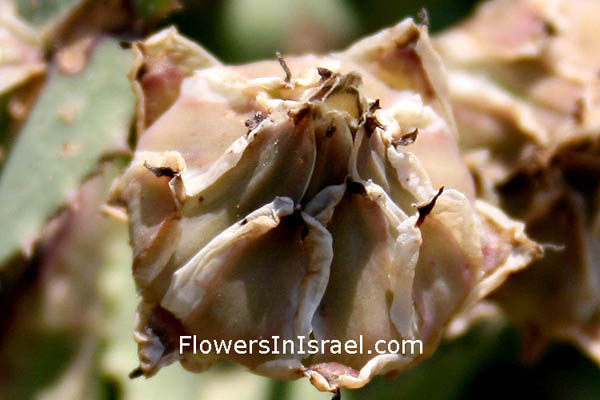 Israel flowers: Reichardia tingitana, Reichardia orientalis, Poppy-Leaved Reichardia, False sowthistle, Bitter herbs, תמריר מרוקני