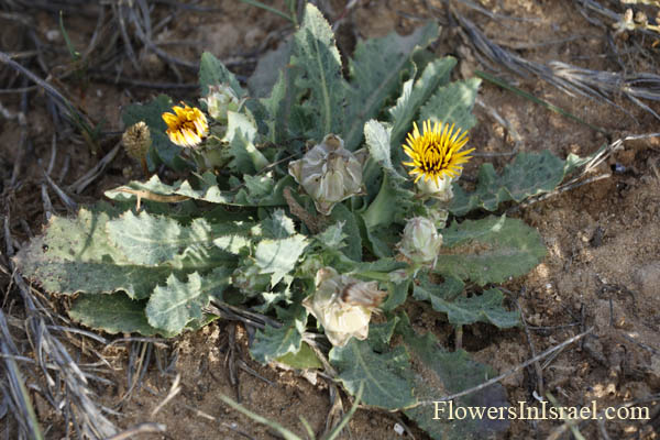 Vilda Blommor i Israel: Reichardia tingitana, Reichardia orientalis, Poppy-Leaved Reichardia, False sowthistle, Bitter herbs, תמריר מרוקני