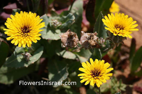 Reichardia tingitana, Reichardia orientalis, Poppy-Leaved Reichardia, False sowthistle, Bitter herbs, خزام – نكد – لبين ,תמריר מרוקני