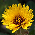 Reichardia tingitana, Israel, Native Plants, Wildflowers