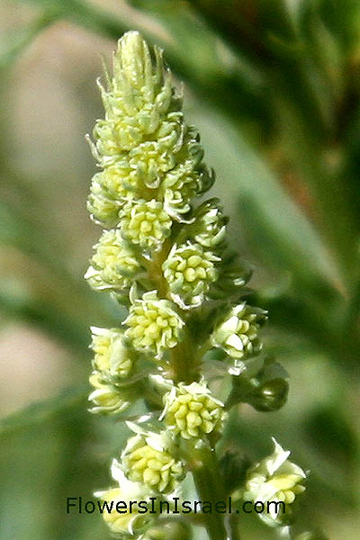 Israel, Flowers, Botany, Nature, Palestine