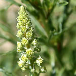 Reseda alba, Israel, native wildflowers