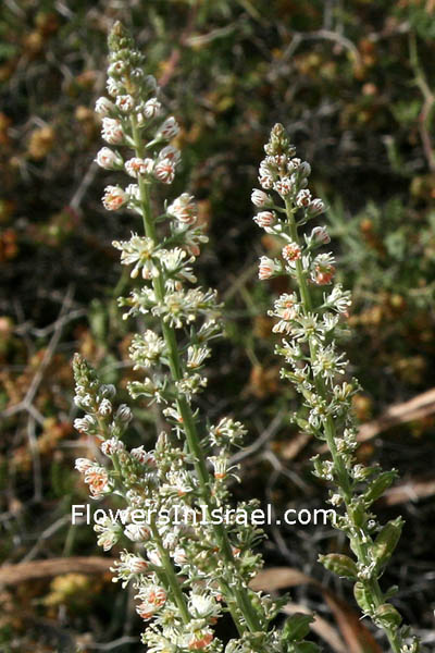 Reseda alopecuros, Fox mignonette, البليحاء الثعلبية ,רכפה גדולה