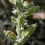 Reseda alopecuros, Israel, native wildflowers