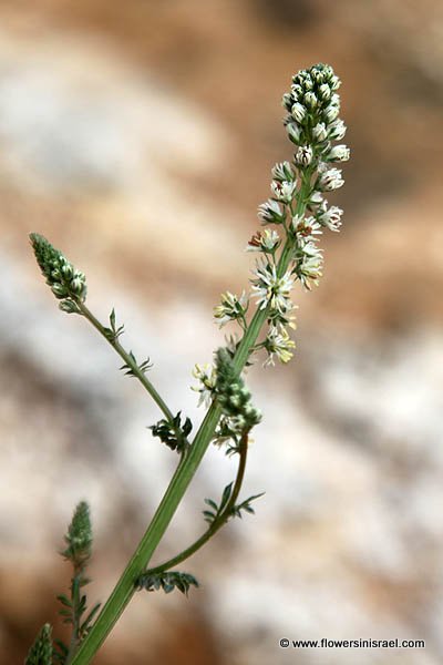 Reseda decursiva,Reseda eremophila, רכפה קטנת-פרחים, Rigl El-ghraab