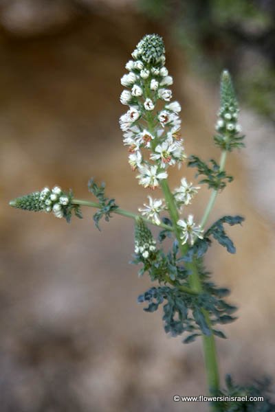 Reseda decursiva,Reseda eremophila, רכפה קטנת-פרחים, Rigl El-ghraab