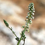 Reseda decursiva, Reseda eremophila, רכפת קטנת-פרחים, Rigl El-ghraab, Israel, native wildflowers