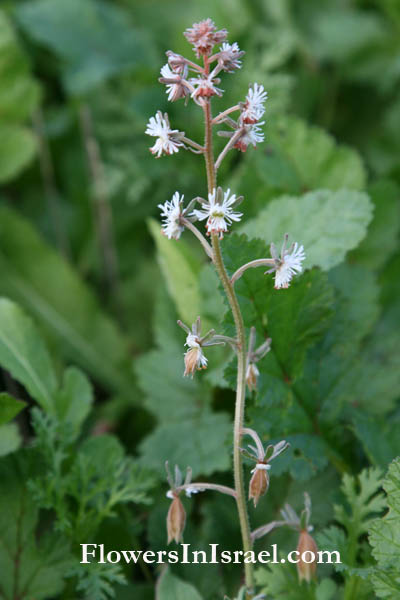 Reseda orientalis, Oriental Mignonette, רכפה מזרחית