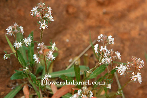 Israel, Flora, Botany, Palestine, Nature