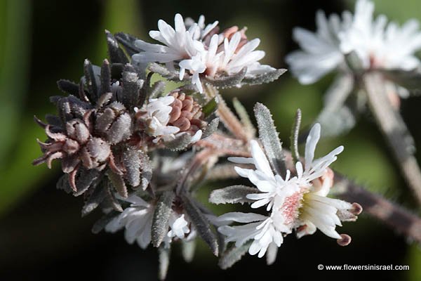 Fleurs sauvages, Wildblumen, Fiori, флоры, Flores Silvestres