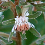 Reseda orientalis, Israel, Native Plants, Wildflowers