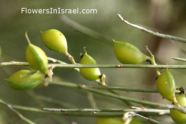 Retama raetam, Lygos raetam,White  Broom, White Weeping Broom,  רותם המדבר , رتم 