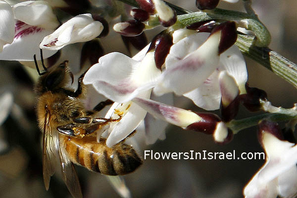 Retama raetam, Lygos raetam,White  Broom, White Weeping Broom, רותם המדבר , رتم