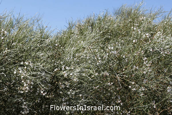 Retama raetam, Lygos raetam,White  Broom, White Weeping Broom, רותם המדבר , رتم 