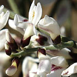 Retama raetam, Israel, native wildflowers