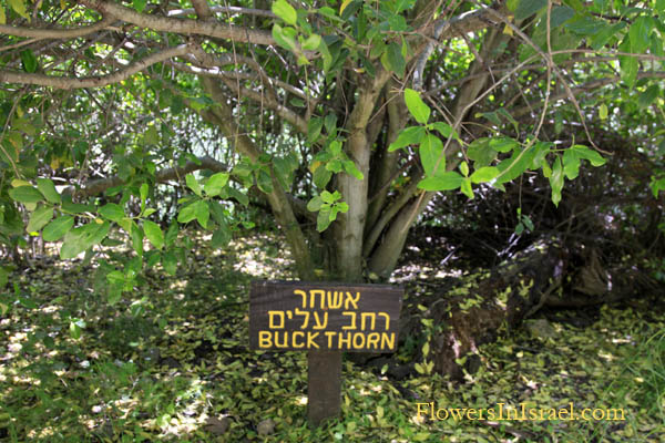 Rhamnus alaternus, Italian Buckthorn, אשחר רחב-עלים,نبق متبادل الأوراق