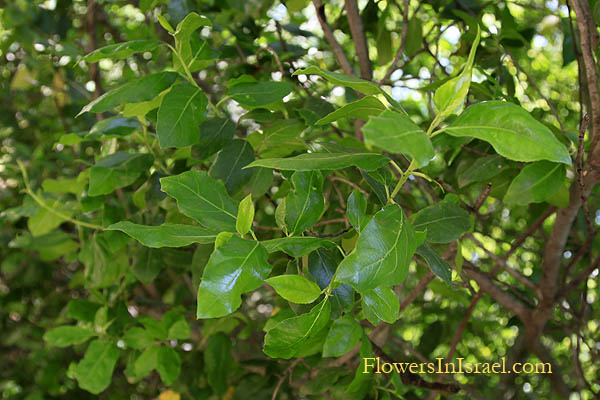 Rhamnus alaternus, Italian Buckthorn, نبق متبادل الأوراق,אשחר רחב-עלים