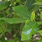 Rose of Sharon, Israel, Native Plants, Wildflowers