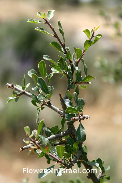 Rhamnus lycioides, Rhamnus palaestinus, Palestine Buckthorn,السوّيد الفلسطيني ,אשחר ארץ-ישראלי