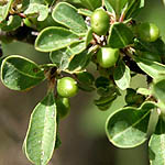 Rhamnus lycioides, Rhamnus palaestinus, Palestine Buckthorn,
אשחר ארץ-ישראלי